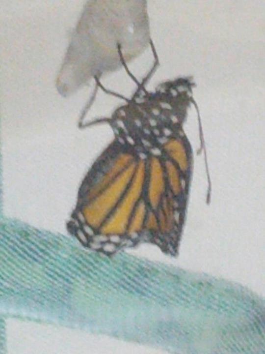 Crunchy The Caterpillar Teaching Heart Blog