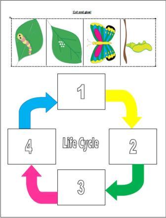 Butterfly Life Cycle Writing Activity Preschool